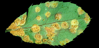 Barberry leaf infected with wheat rust.  Photograph from Univ. of Guelph